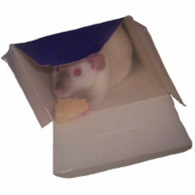 siamese dumbo rat in a box acrylic cut outs