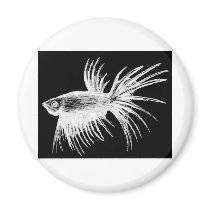 Siamese fighting fish- Betta splendens Fridge Magnets