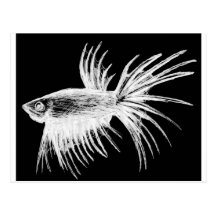 Siamese fighting fish- Betta splendens Post Cards