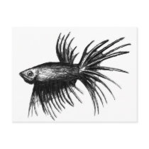 Siamese fighting fish- Betta splendens Postcard