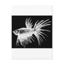 Siamese fighting fish- Betta splendens Post Cards