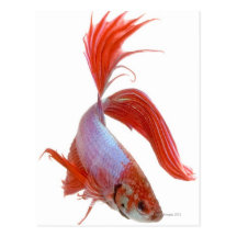 Siamese fighting fish (Betta splendens) Postcard