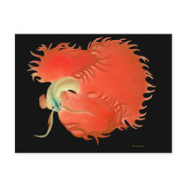 Siamese Fighting Fish Postcard