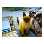 Siamese Kitten Adviser Poster posters