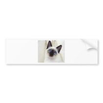 Siamese Kitten Bumper Sticker