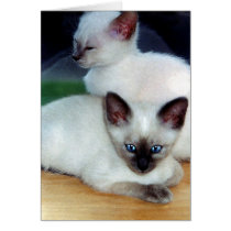 Siamese Kittens Card