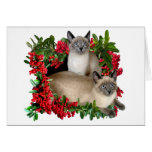 Siamese Kittens in Berry Frame Cards