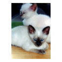 Siamese Kittens Print