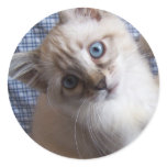 siamese kitty sticker
