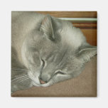 Siamese Napping Kitty Cat Magnet