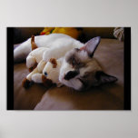 Siamese poster