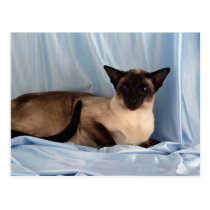 Siamese, seal point postcards