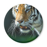 Siberian (Amur) Tiger Magnets