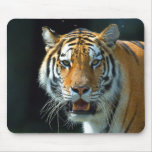 Siberian (Amur) Tiger Mouse Pad