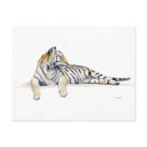 Siberian/ / Bengal Tiger postcards