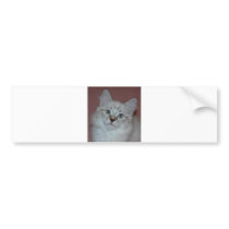 Siberian Colorpoint Kitten on products bumper stickers