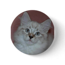 Siberian Colorpoint Kitten on products buttons
