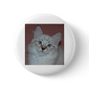 Siberian Colorpoint Kitten on products buttons