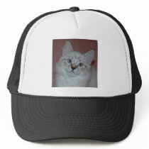 Siberian Colorpoint Kitten on products hats