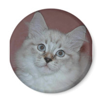 Siberian Colorpoint Kitten on products magnets