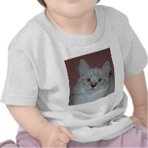 Siberian Colorpoint Kitten on products t-shirts
