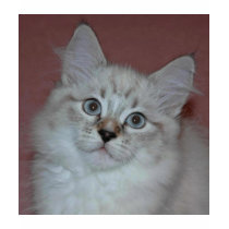 Siberian Colorpoint Kitten on products t-shirts