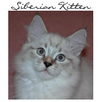 Siberian Colorpoint Kitten on products t-shirts