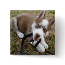 Siberian Husky (1) Buttons