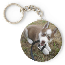 Siberian Husky (1) Keychains