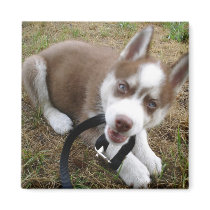 Siberian Husky (1) Magnets