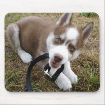 Siberian Husky (1) Mouse Mats