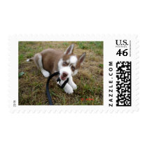 Siberian Husky (1) Postage Stamps