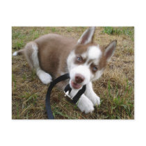Siberian Husky (1) Post Card
