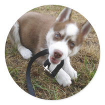 Siberian Husky (1) Round Sticker