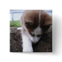 Siberian Husky (2) Pin