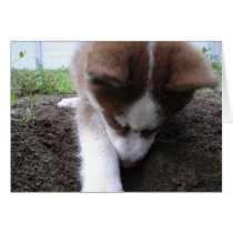 Siberian Husky (2) Greeting Card