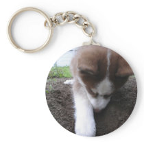 Siberian Husky (2) Key Chains