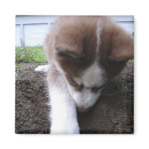 Siberian Husky (2) Fridge Magnet