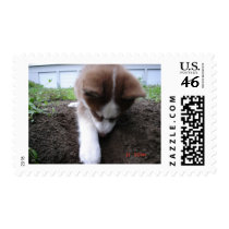 Siberian Husky (2) Postage Stamps