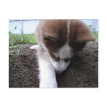 Siberian Husky (2) Postcards