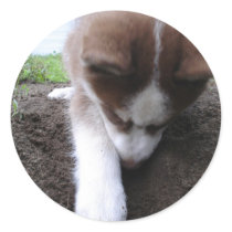 Siberian Husky (2) Stickers