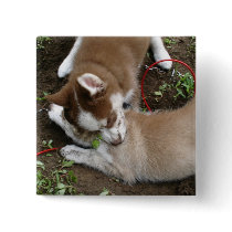 Siberian Husky (3) Pinback Buttons