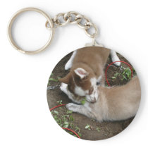 Siberian Husky (3) Key Chains