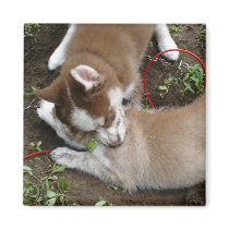 Siberian Husky (3) Refrigerator Magnet