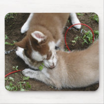 Siberian Husky (3) Mouse Mats