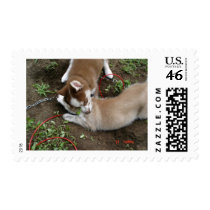 Siberian Husky (3) Stamp