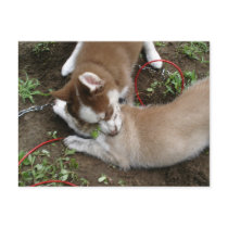 Siberian Husky (3) Post Card