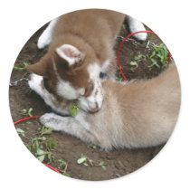 Siberian Husky (3) Round Sticker