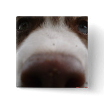 Siberian Husky (4) Buttons