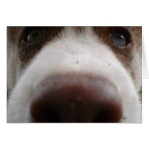 Siberian Husky (4) Greeting Card
